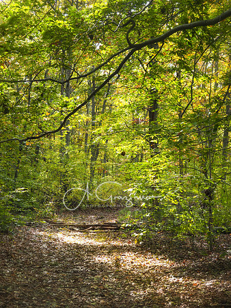 Big Woods Preserve, North Sea