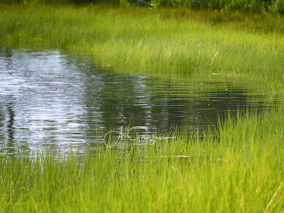 Arshamomaque Pond Preserve - Southold