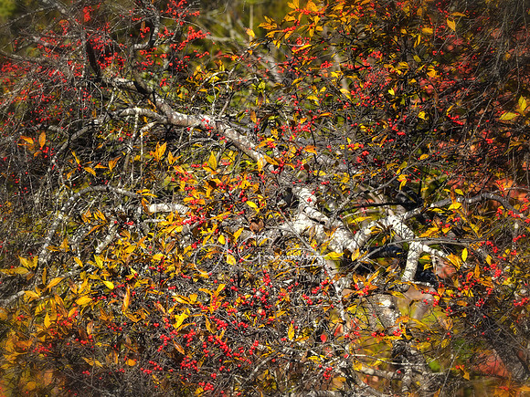 Bayard Cutting Arboretum