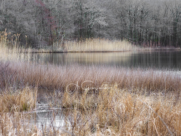 Long Pond Greenbelt Nature Preserve  - Hamlet to Hamlet Footpath