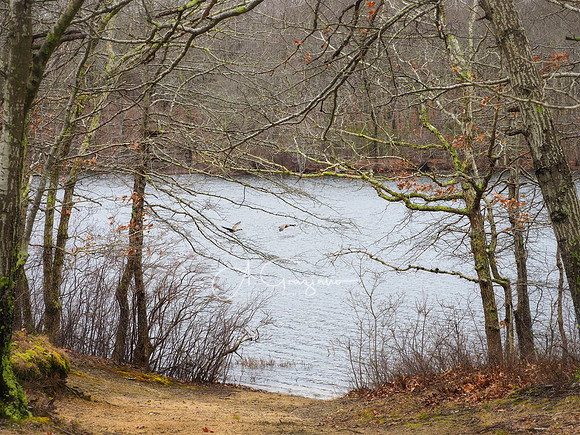 Long Pond Greenbelt Nature Preserve  - Hamlet to Hamlet Footpath