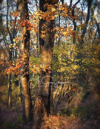 Autumns Embrace - Wertheim NWR