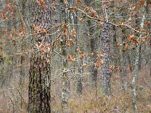 Autumn Patchwork - Brookhaven State Park