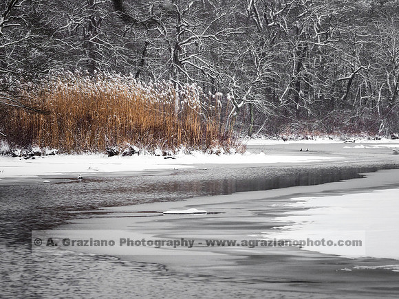 Quiet Journey - Wertheim NWR