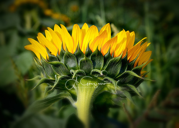 P8302528-Edit