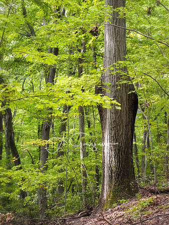 Cold Spring Harbor State Park