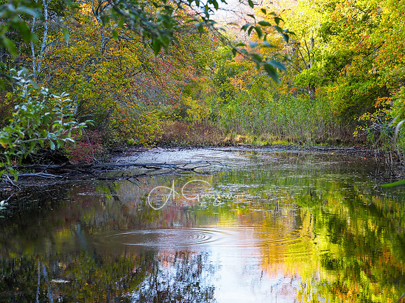 Wertheim NWR