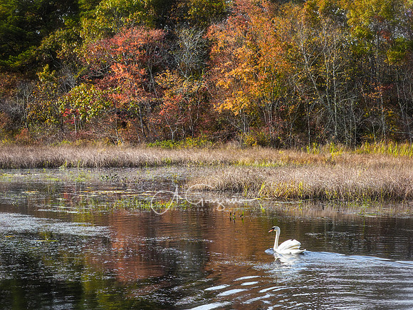 Peconic River 2020