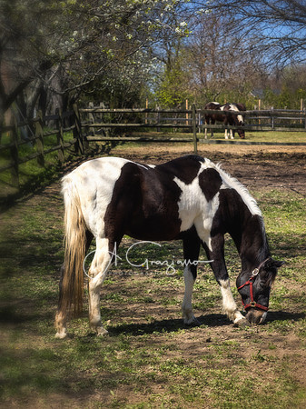 Rescue Project - Spirit's Promise