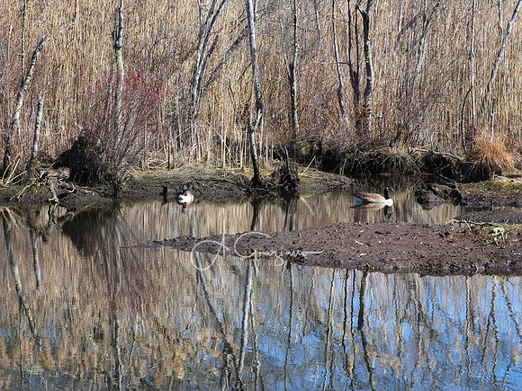 Wertheim National Wildlife Refuge