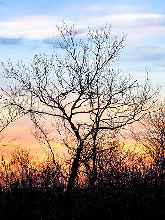Wertheim, Black Tupelo Trail