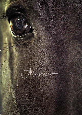 Baiting Hollow Horse Rescue Workshop - 2016