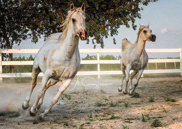 Sultan & Isis