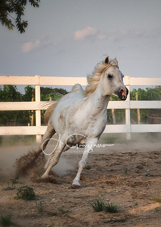 Baiting Hollow Horse Rescue Workshop - 2016