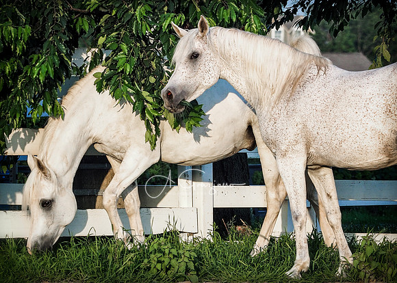 Sultan & Isis