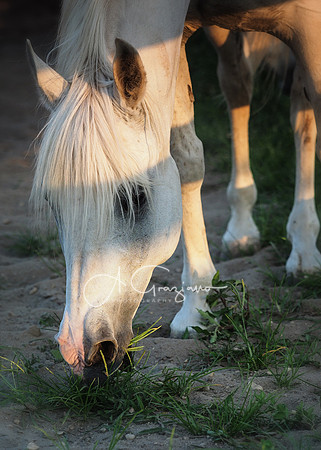Baiting Hollow Horse Rescue Workshop - 2016