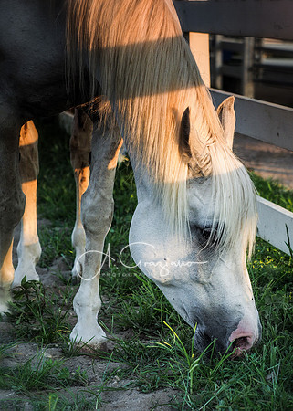 Baiting Hollow Horse Rescue Workshop - 2016