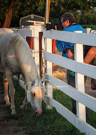 Baiting Hollow Horse Rescue Workshop - 2016