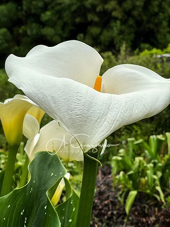 Landcraft Gardens