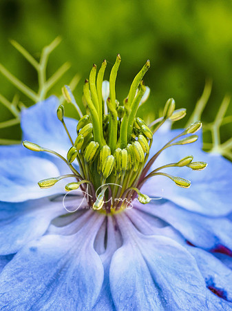Landcraft Gardens