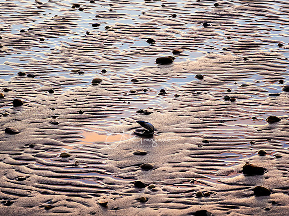 Last Gasp - Otis Pike High Dune Wilderness - Smithpoint Beach