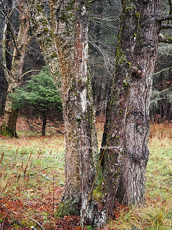 Catskills West