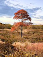 Vibrant Spirit - Mashomack Preserve