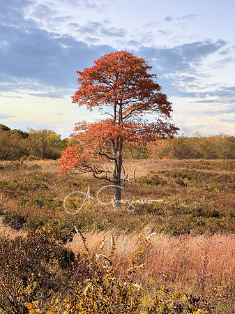 Vibrant Spirit - Mashomack Preserve