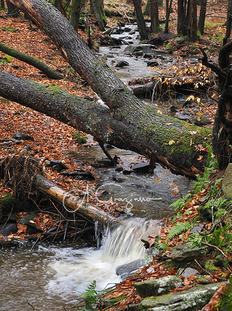 Catskills West