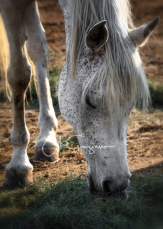 Baiting Hollow Horse Rescue
