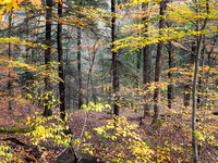 Fillmore Glen State Park