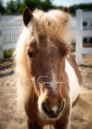 Baiting Hollow Horse Rescue