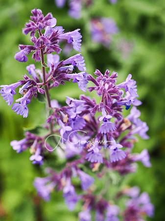 Landcraft Gardens