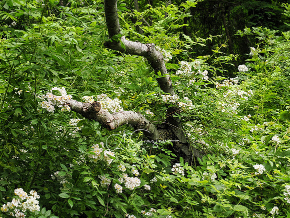 National Trail Day at Upland Farm 2025