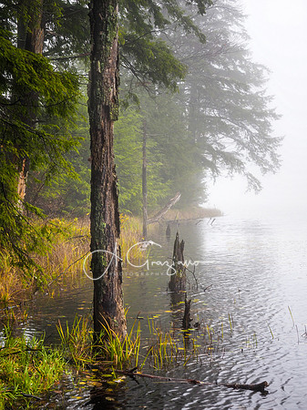 Dreamwalk - Adirondacks 2020
