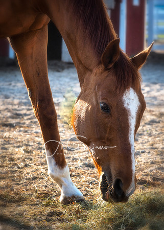 Baiting Hollow Horse Rescue