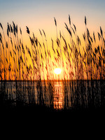 Stillness - Otis Pike High Dune Wilderness - Smithpoint Beach