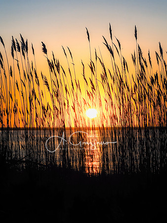 Stillness - Otis Pike High Dune Wilderness - Smithpoint Beach
