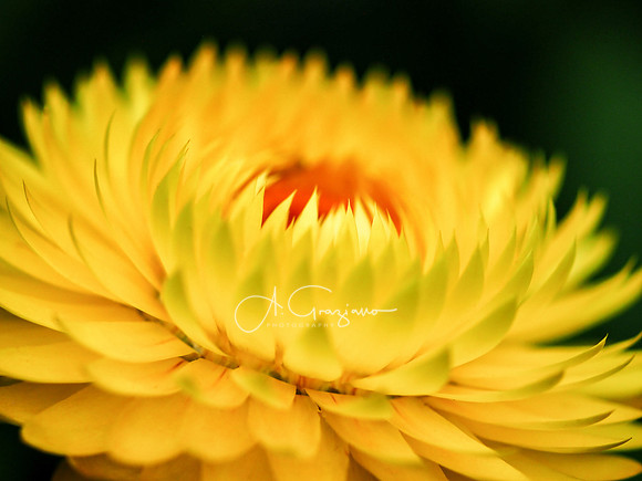 Exuberance - Peconic River Herb Farm