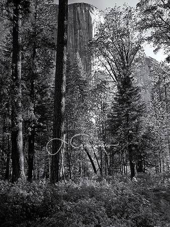 Ode to Ansel - Yosemite