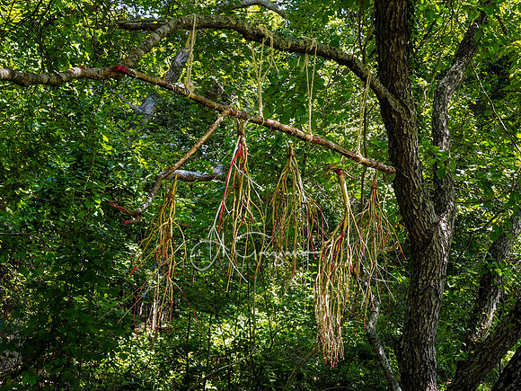 CEED Art on the Trail 2024
