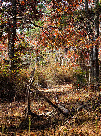 Autumn Serenade - Wertheim NWF