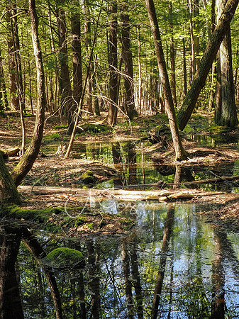 Postcard Cabins - Blake Brook