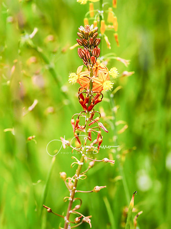 Spring Whimsy - Peconic River Herb Farm