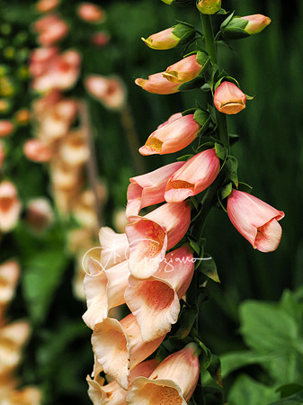 Landcraft Gardens