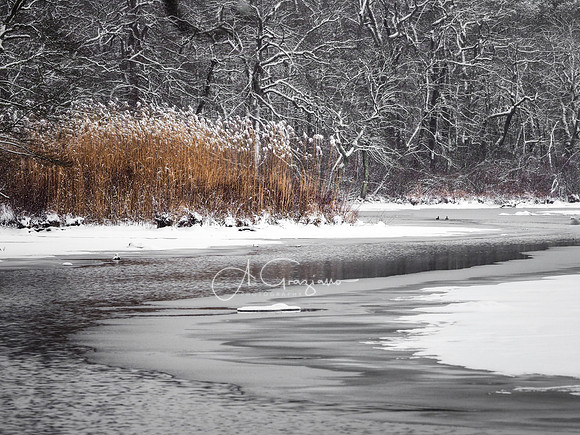 Quiet Journey - Wertheim NWR
