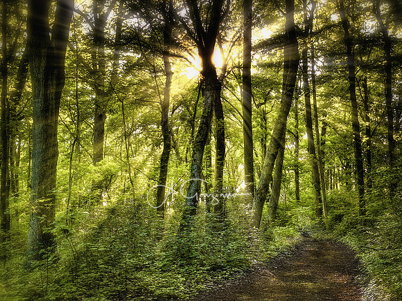 Window to the Soul - David Weld Sanctuary