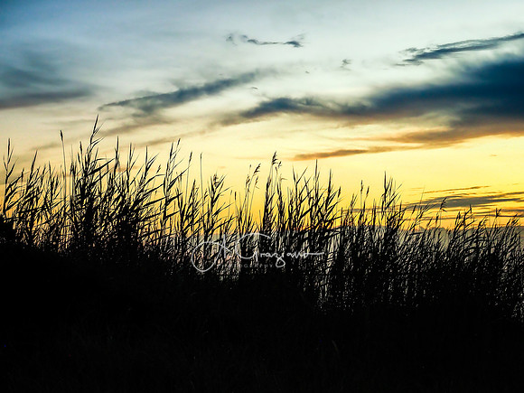 Golden Hour - Otis Pike Fire Island High Dune Wilderness