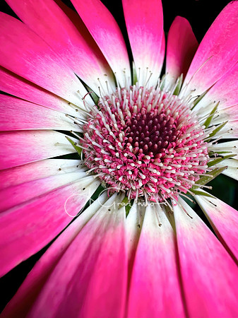Pretty in Pink
