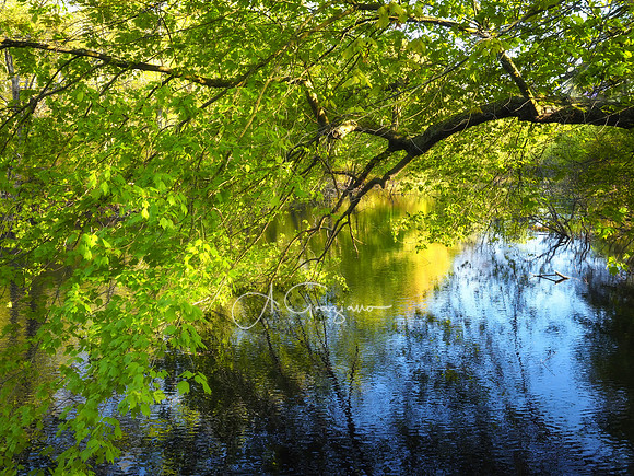 Shades of Spring - Randall Pond, Ridge